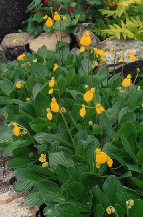 Calceolaria biflora: Calceolaria biflora