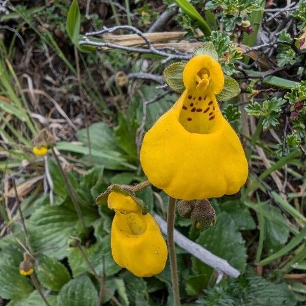 Calceolaria biflora (Calceolaria biflora)