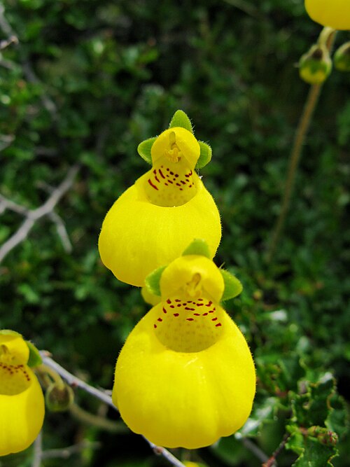 Calceolaria biflora: Lady's slipper