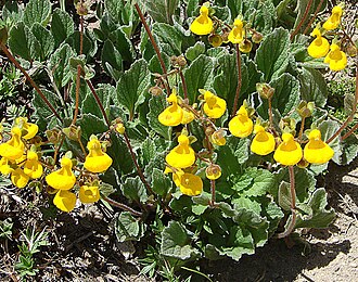 Calceolaria biflora: From Teno Lake on the Chile-Argentine border. A species of the southern Andes. In context at www.dixpix.ca/sth_cordillera/flora/capachitos/index.html