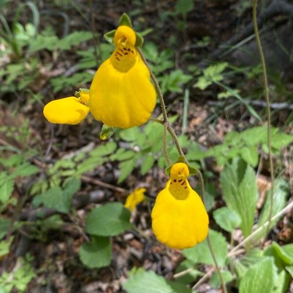 Calceolaria biflora (Calceolaria biflora)