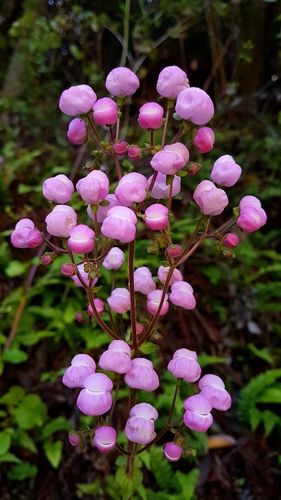 Calceolaria lanigera (Calceolaria lanigera)