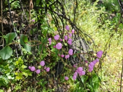 Calceolaria lanigera (Calceolaria lanigera)