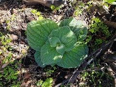 Calceolaria lanigera (Calceolaria lanigera)