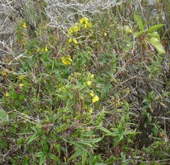 Calceolaria microbefaria (Calceolaria microbefaria)