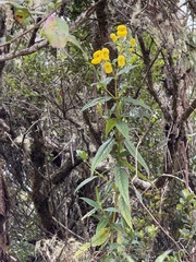 Calceolaria microbefaria (Calceolaria microbefaria)