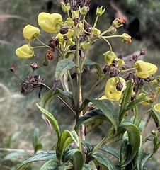 Calceolaria microbefaria (Calceolaria microbefaria)