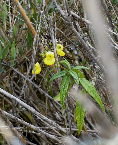 Calceolaria microbefaria (Calceolaria microbefaria)