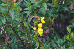 Calceolaria microbefaria (Calceolaria microbefaria)