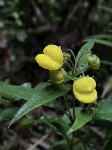 Calceolaria microbefaria (Calceolaria microbefaria)