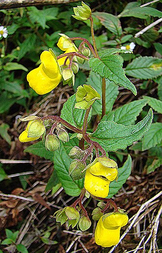 Calceolaria microbefaria: A species of the mountains of Costa Rica and western Panama. Photo from Volcan Baru in the latter. In context at www.dixpix.ca/meso_america/Flora/gesneriads/ind