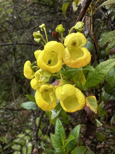 Calceolaria microbefaria (Calceolaria microbefaria)