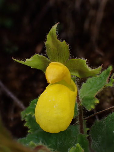 Calceolaria nevadensis (Calceolaria nevadensis)