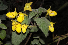 Calceolaria pavonii (Calceolaria pavonii)