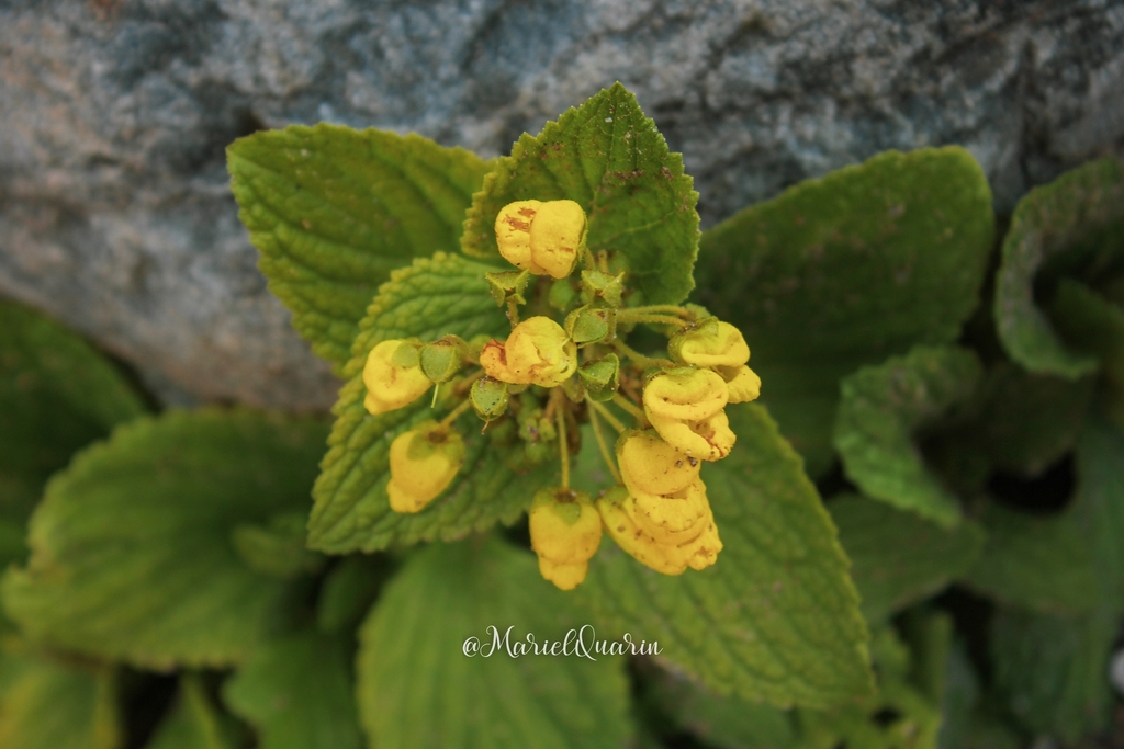 Calceolaria plectranthifolia (Calceolaria plectranthifolia)