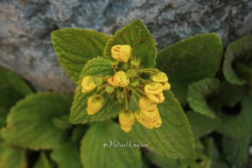 Calceolaria plectranthifolia (Calceolaria plectranthifolia)