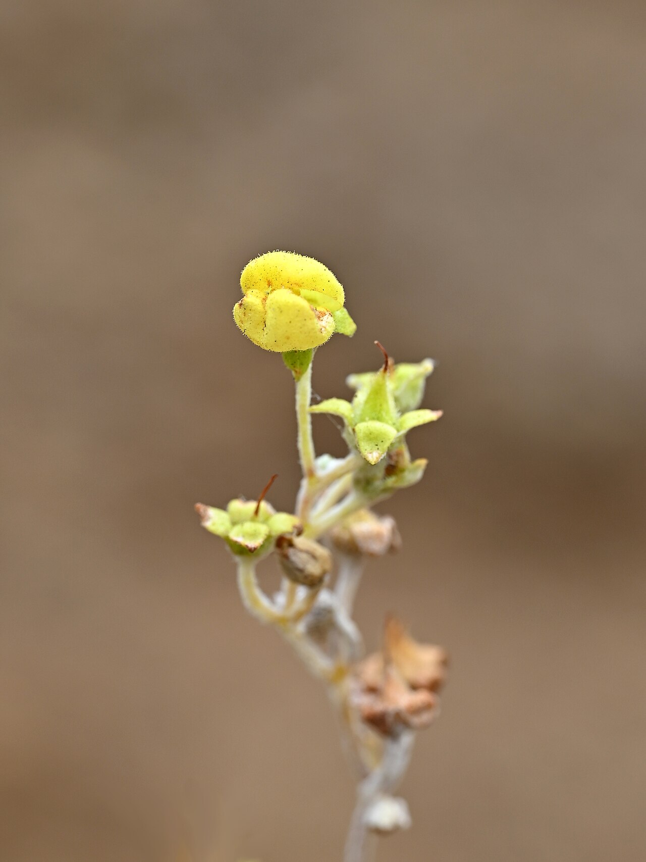 Calceolaria polifolia: Calceolaria polifolia near Asiento Viejo at 02 cross road G102 and G10F in Region Metropolitana de Santiago, Chile