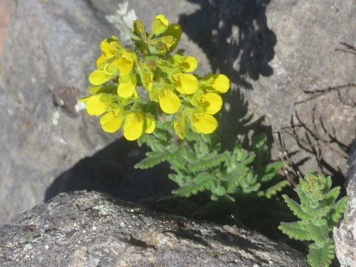 Calceolaria santolinoides (Calceolaria santolinoides)