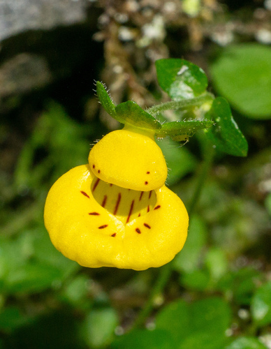 Calceolaria tenella (Calceolaria tenella)