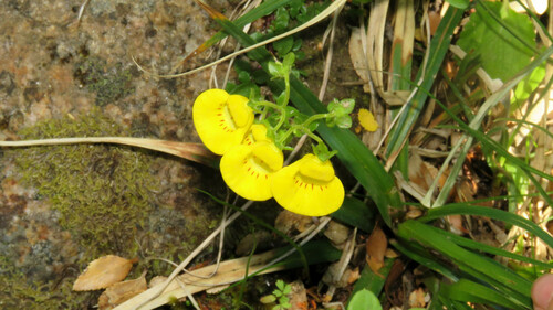 Calceolaria tenella (Calceolaria tenella)