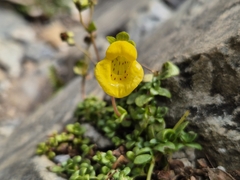 Calceolaria tenella (Calceolaria tenella)