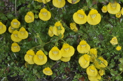 Calceolaria tenella (Calceolaria tenella)