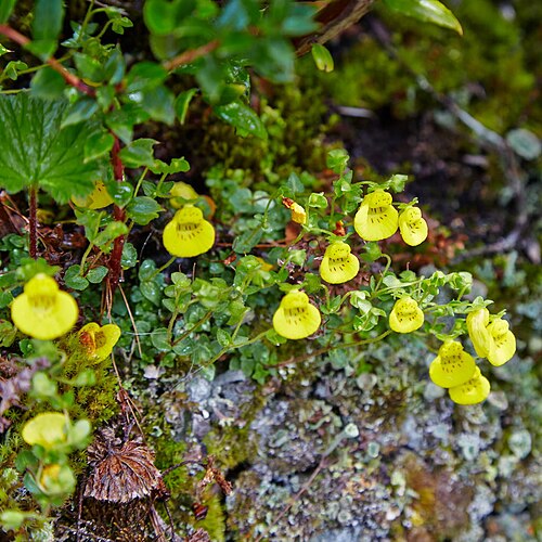 Calceolaria tenella: Calceolaria tenella i Bernardo O'Higgins nationalpark.
