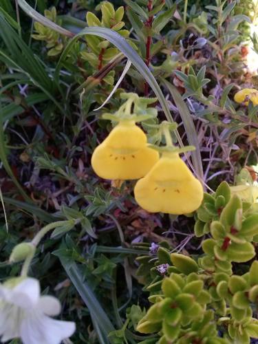 Calceolaria tenella (Calceolaria tenella)