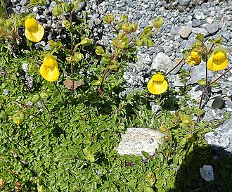 Calceolaria tenella: A mat plant in Chilean Patagonia.