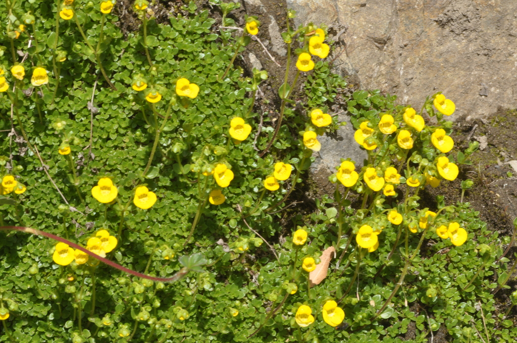 Calceolaria tenella (Calceolaria tenella)