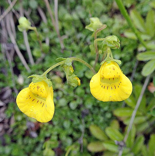 Calceolaria tenella: A largely patagonian species. Photo from valley of Rio Exploradores, Chile.