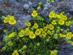 Calceolaria tenella (Calceolaria tenella)