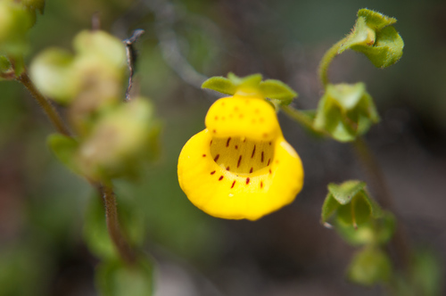 Calceolaria tenella (Calceolaria tenella)