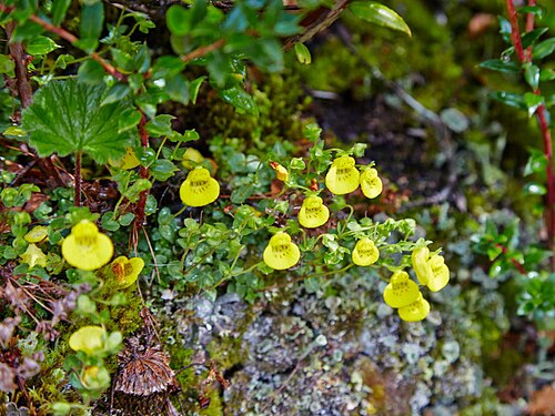 Calceolaria tenella: Calceolaria tenella i Bernardo O'Higgins nationalpark.