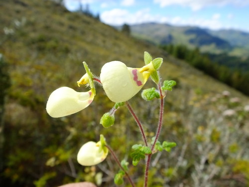 Calceolaria triloba (Calceolaria triloba)