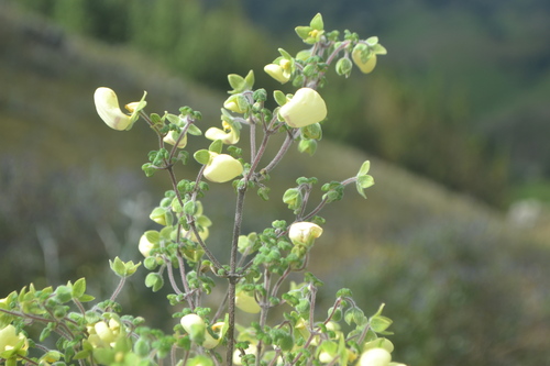 Calceolaria triloba (Calceolaria triloba)