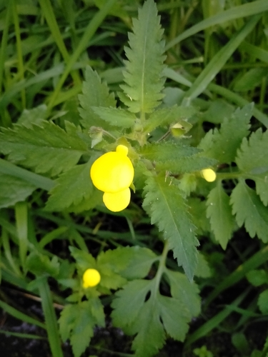 Calceolaria tripartita