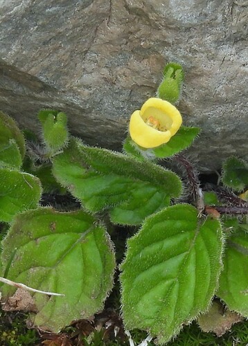 Calceolaria tucumana (Calceolaria tucumana)