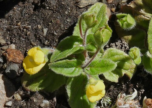 Calceolaria tucumana (Calceolaria tucumana)