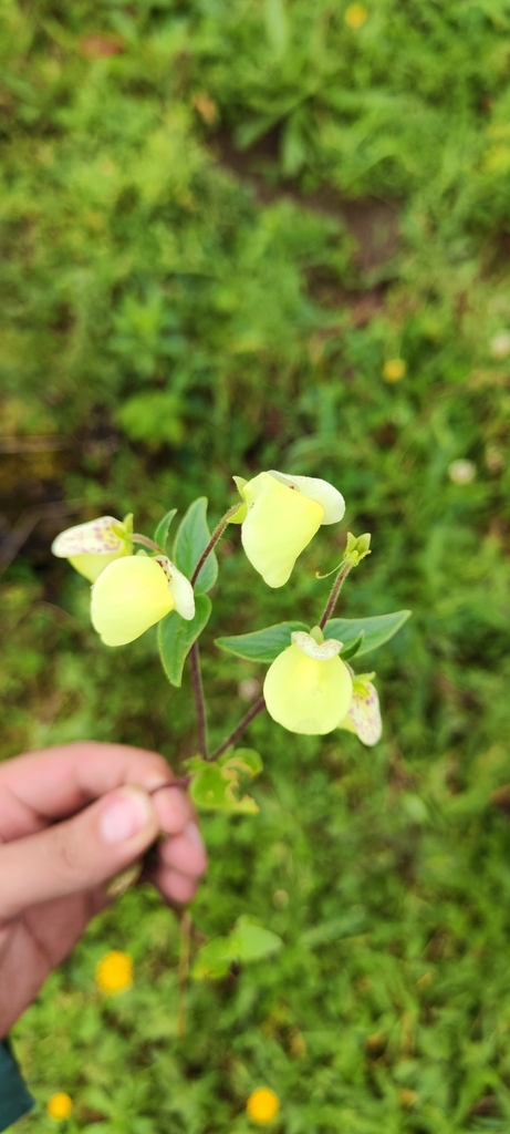 Calceolaria utricularioides (Calceolaria utricularioides)