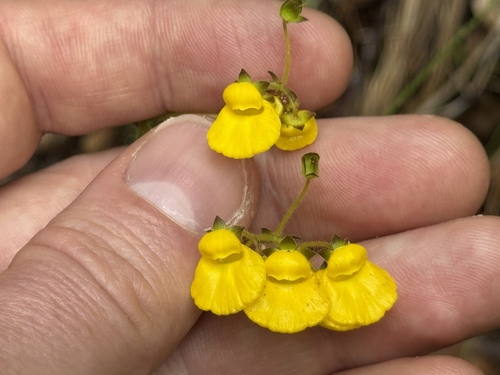 Calceolaria valdiviana (Calceolaria valdiviana)