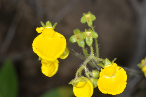 Calceolaria valdiviana (Calceolaria valdiviana)
