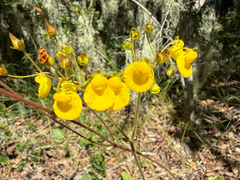 Calceolaria valdiviana (Calceolaria valdiviana)