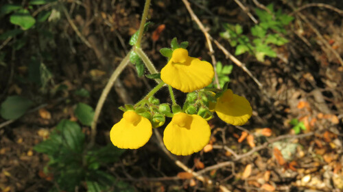 Calceolaria valdiviana (Calceolaria valdiviana)