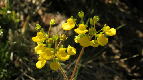 Calceolaria valdiviana (Calceolaria valdiviana)