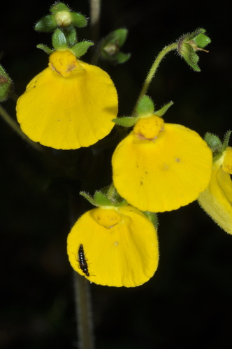 Calceolaria valdiviana (Calceolaria valdiviana)