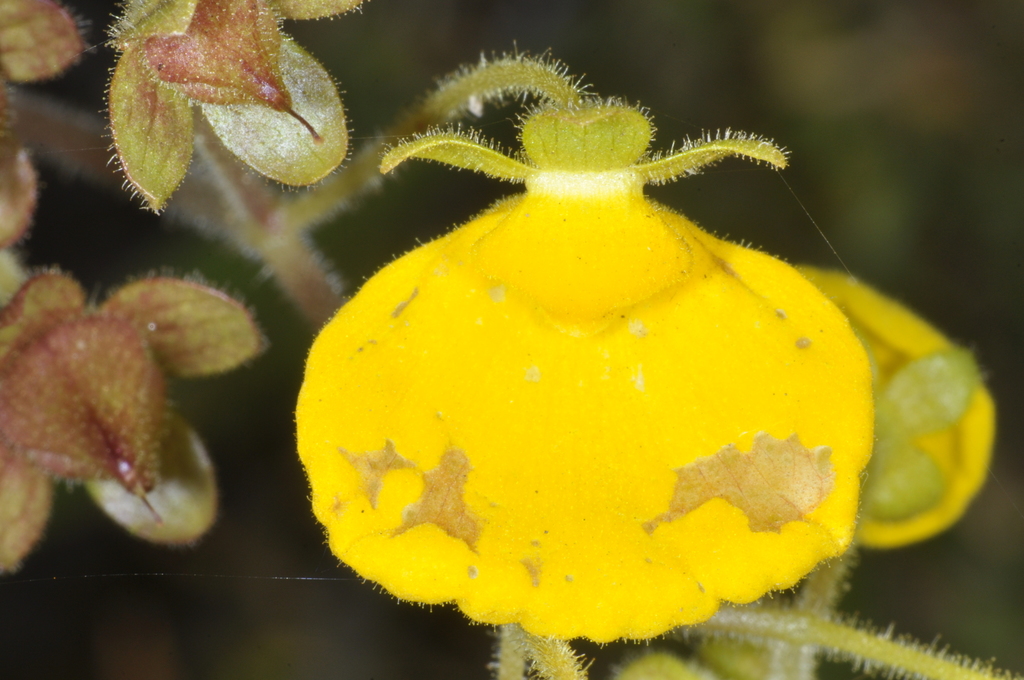 Calceolaria valdiviana (Calceolaria valdiviana)