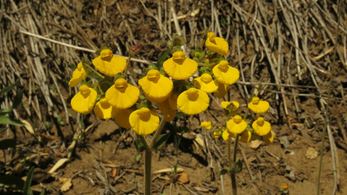 Calceolaria valdiviana (Calceolaria valdiviana)