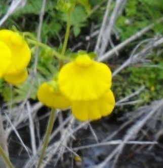 Calceolaria valdiviana (Calceolaria valdiviana)