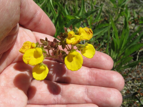 Calceolaria valdiviana (Calceolaria valdiviana)
